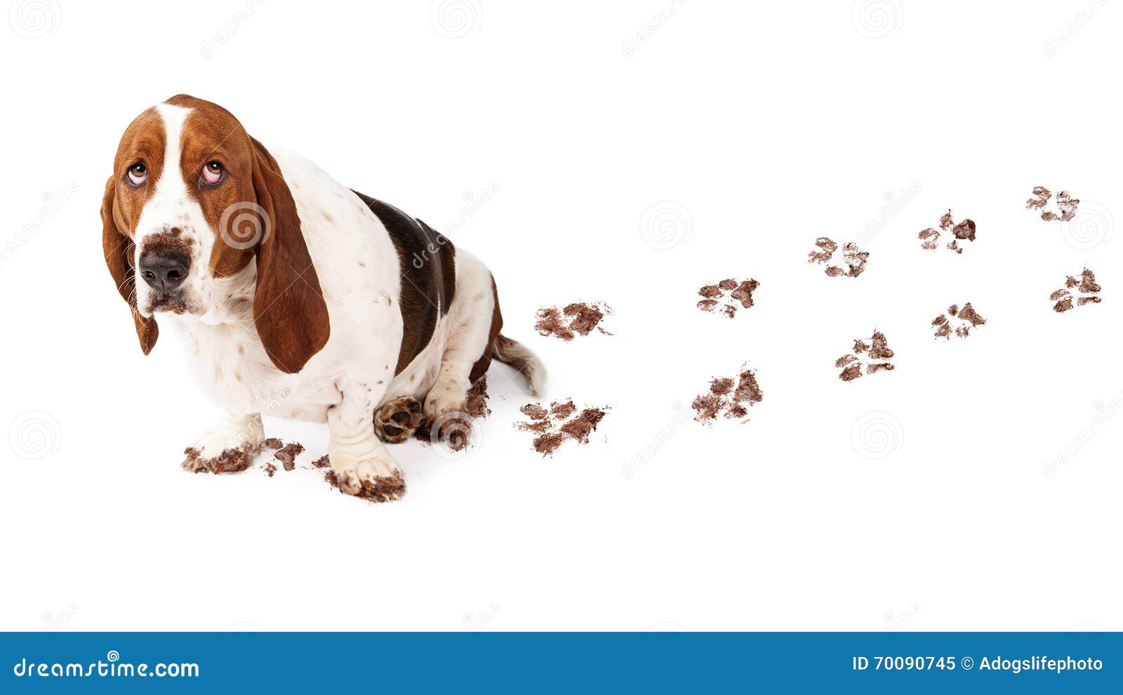 Guilty Dog with Muddy Paws stock image. Image of behavior 70090745