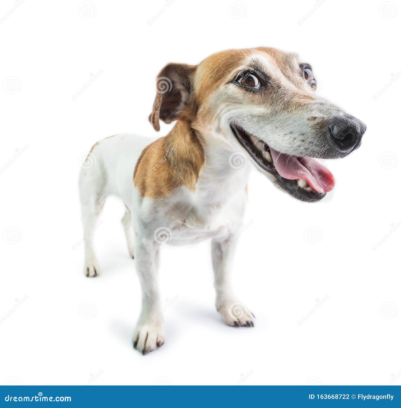 Guilty funny dog face. stock photo. Image of lookin - 163668722