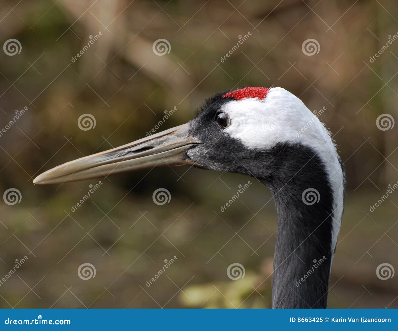 Guindaste coroado vermelho. O guindaste Vermelho-coroado (japonensis do Grus), igualmente chamado o guindaste japonês ou guindaste Manchurian, é um grande guindaste e é o segundo guindaste o mais raro no mundo.