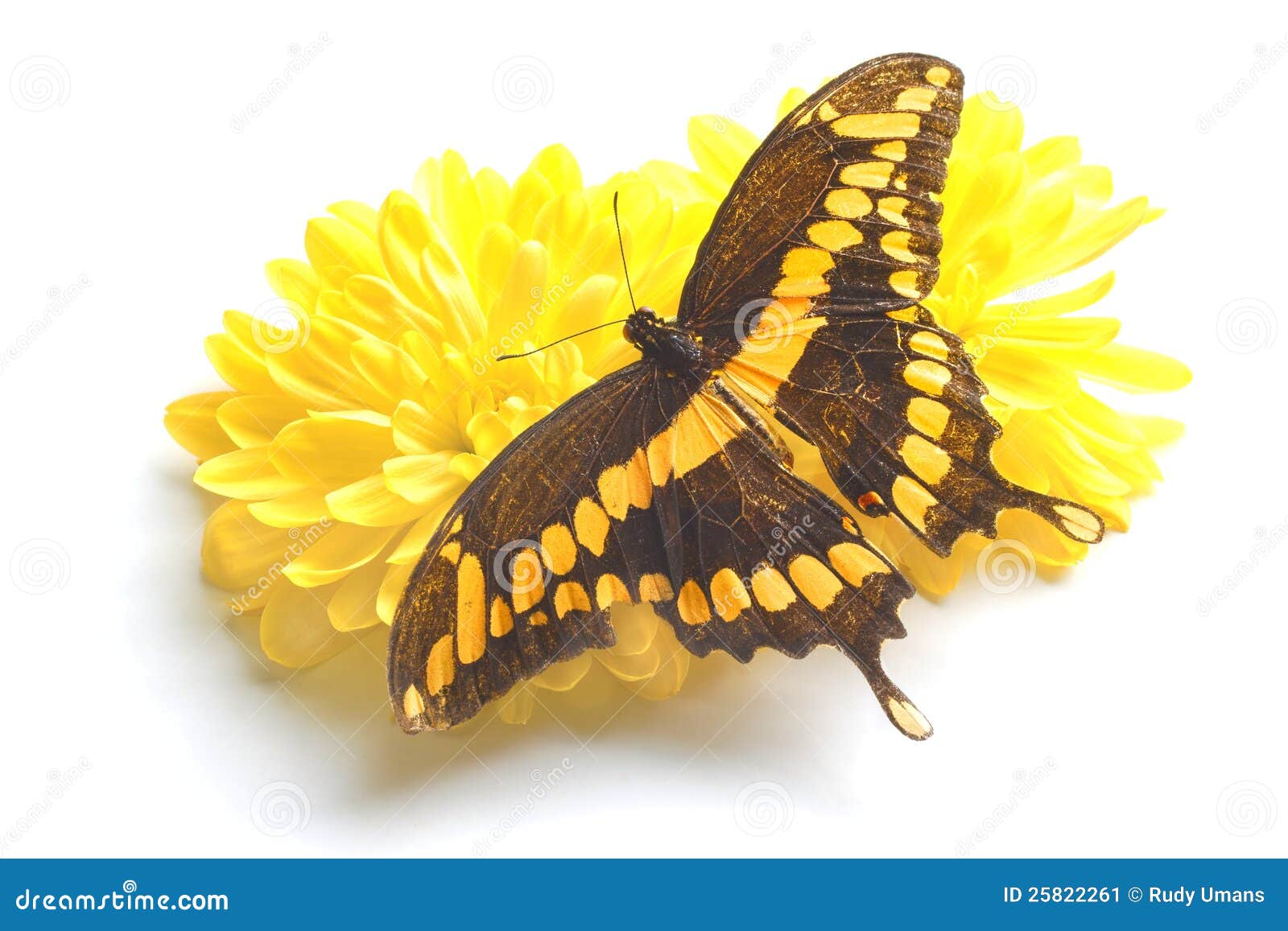 Fin de vue dorsale vers le haut d'un guindineau géant de Swallowtail (Papilio Cresphontes) se reposant sur une fleur jaune sur le blanc