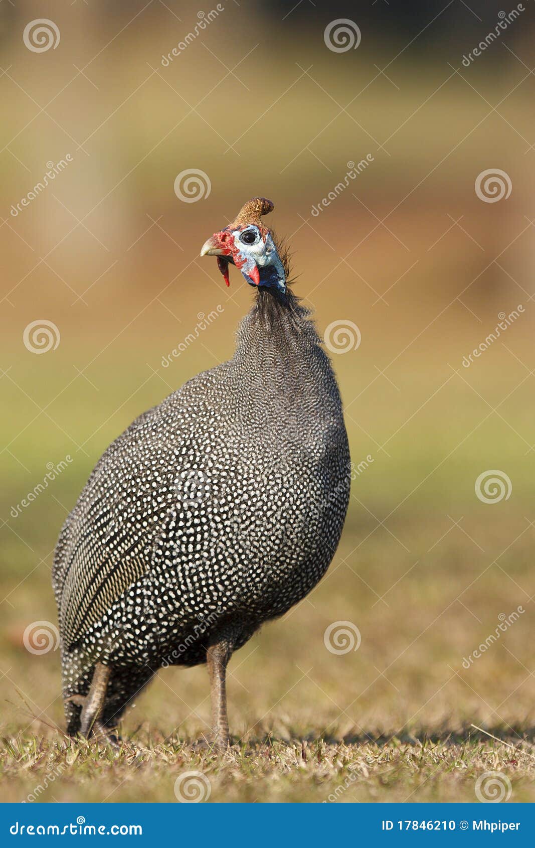 guinea fowl