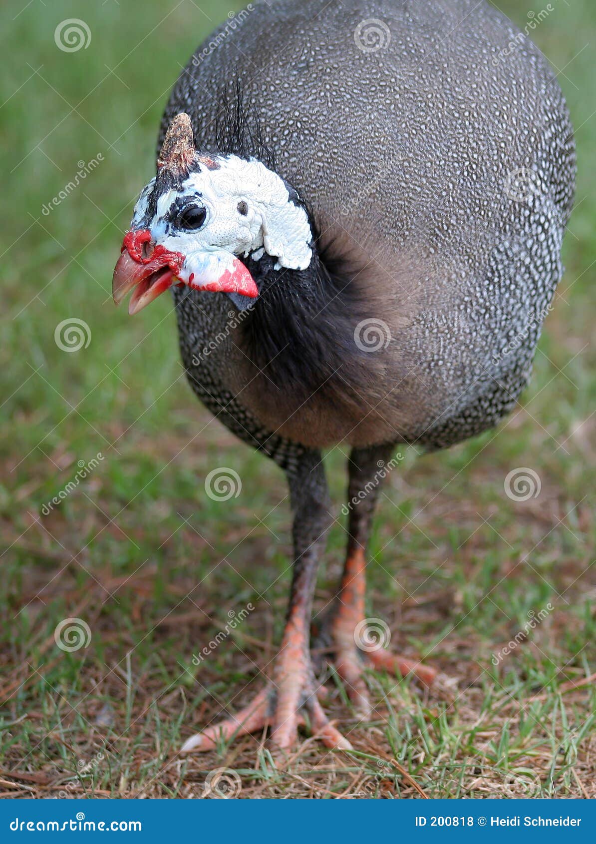 guinea fowl