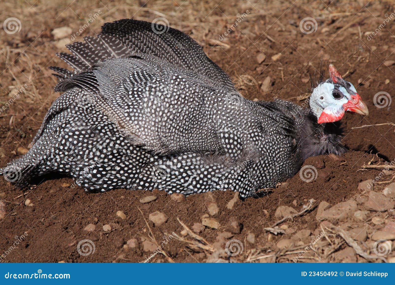 guinea fowl dust bath ruffled feathers