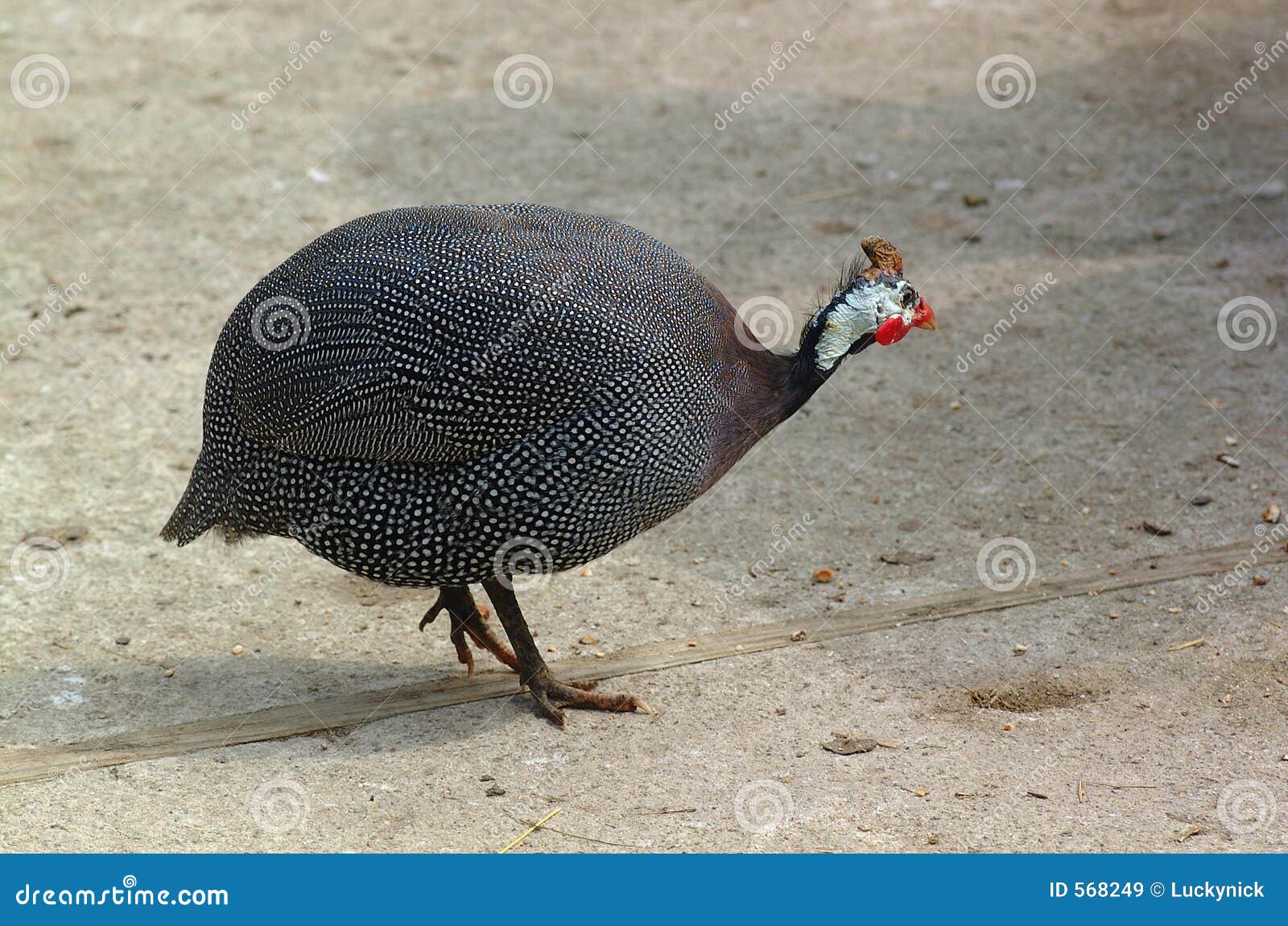 guinea fowl hen