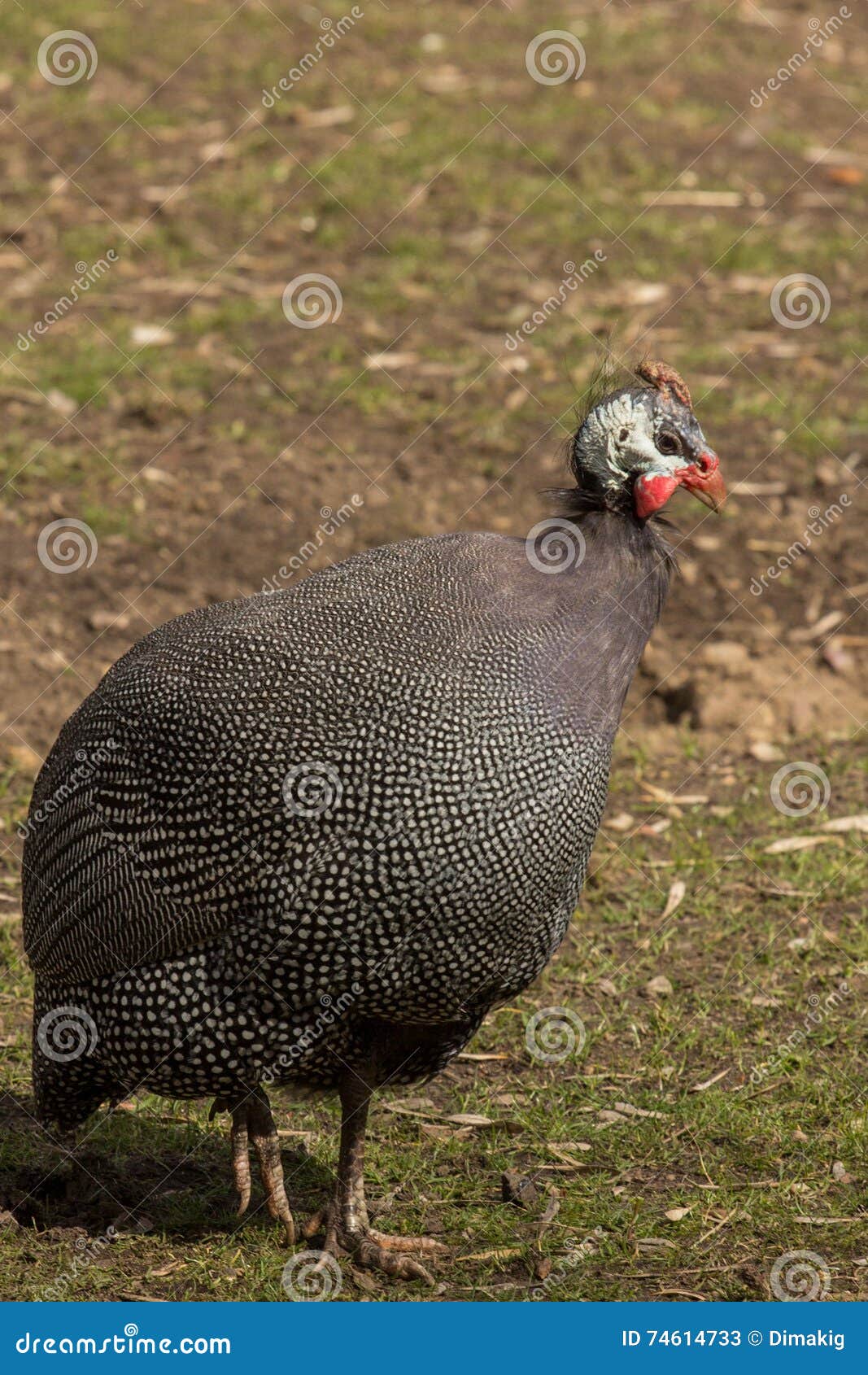 Guinea fowl in the park stock image. Image of alone, feather 74614733