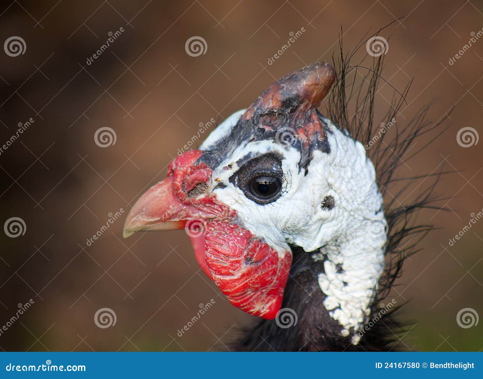 guinea fowl portrait