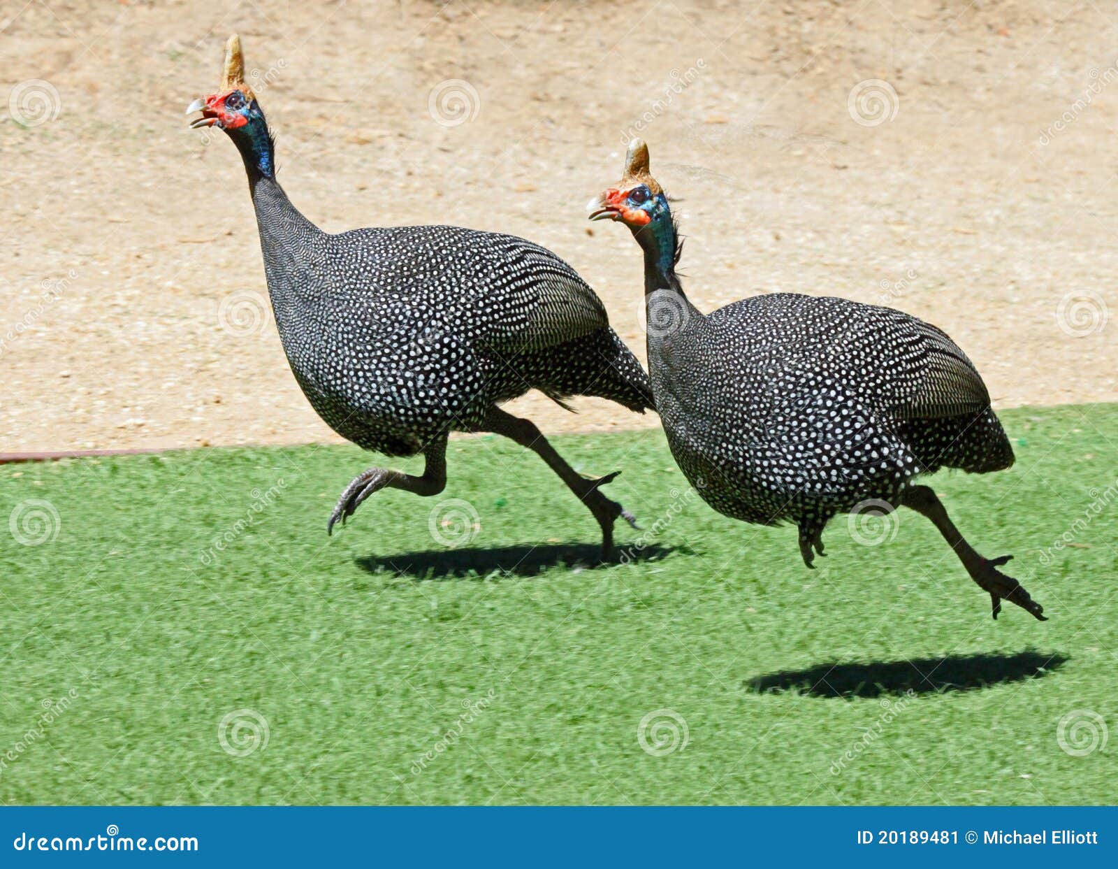 guinea hens