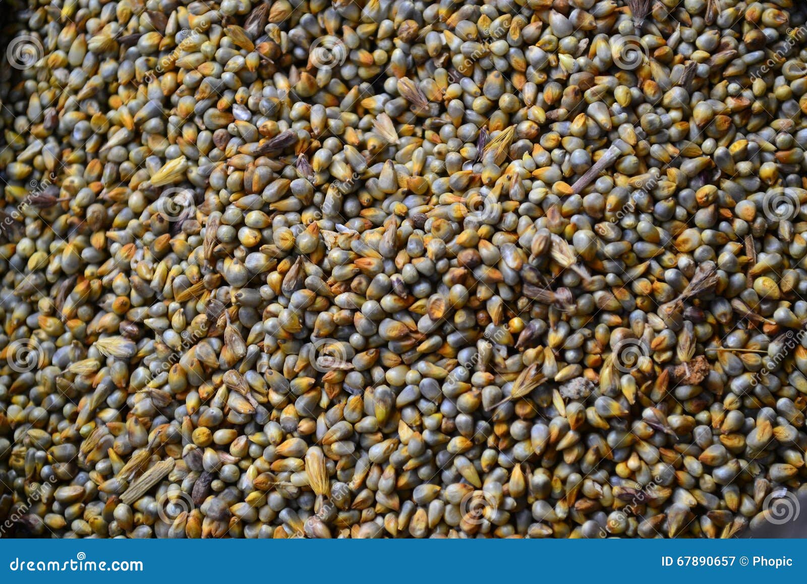 GuineaMaisKorn stockbild. Bild von kochen, foto, exotisch 67890657