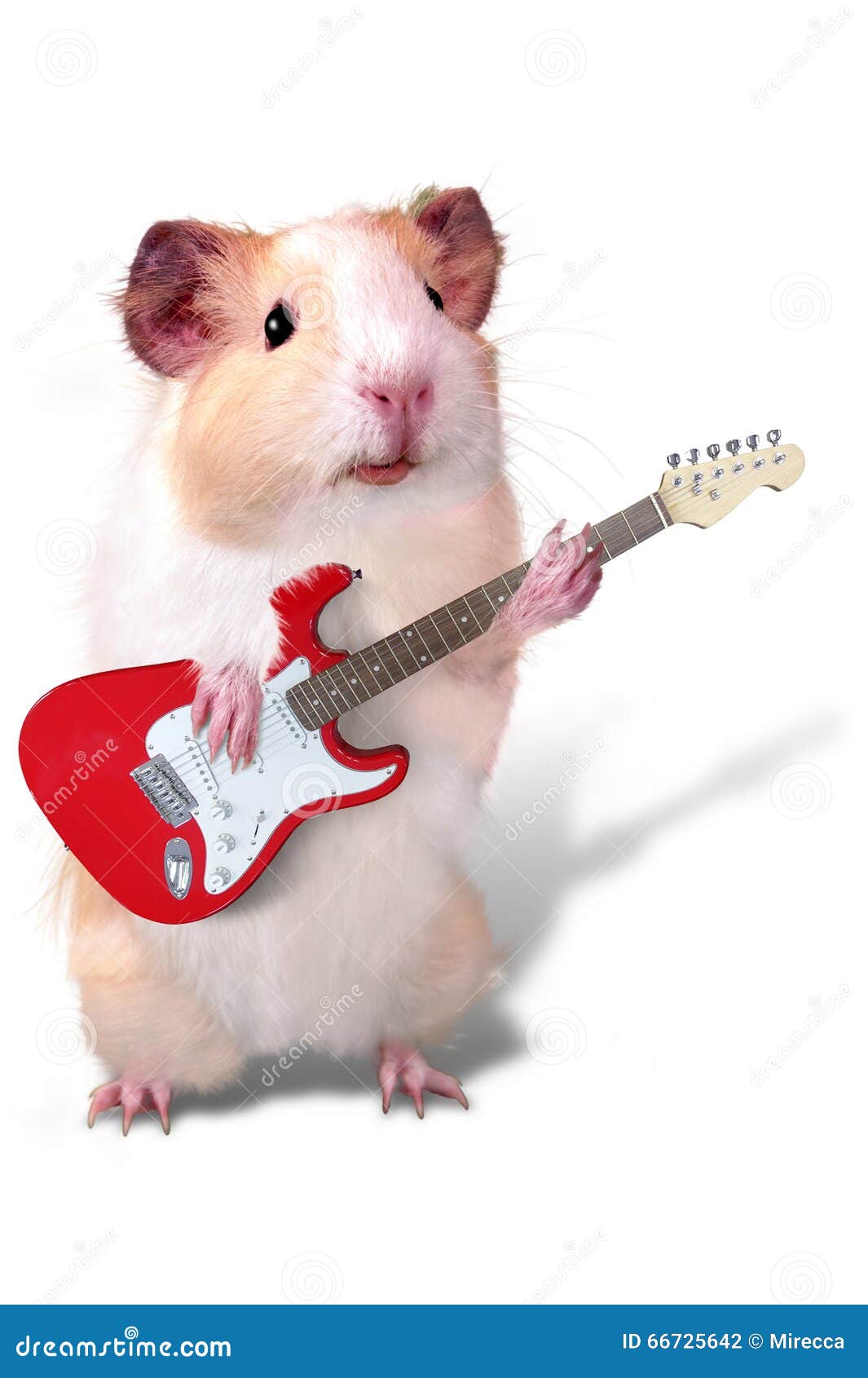 Guinea Pig As a Musician Playing Guitar Stock Photo Image of