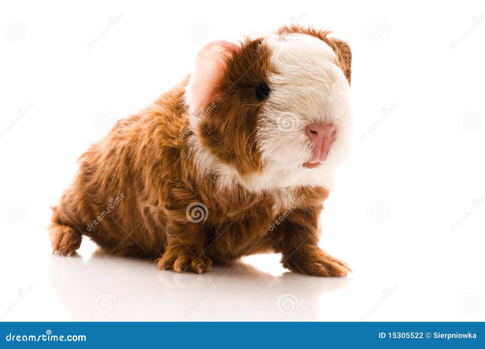 Guinea pig. baby stock photo. Image of brown, furry, adorable - 15305522