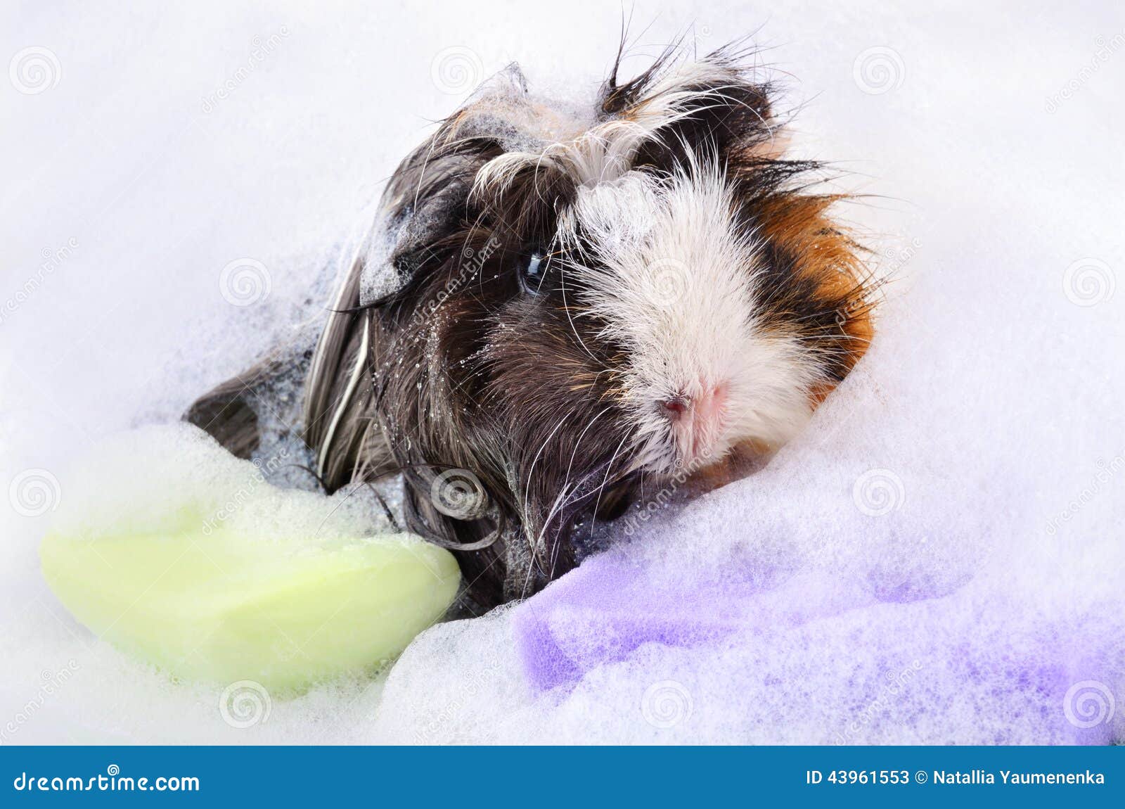Guinea pig in bath stock image. Image of rodent, bathtub 43961553