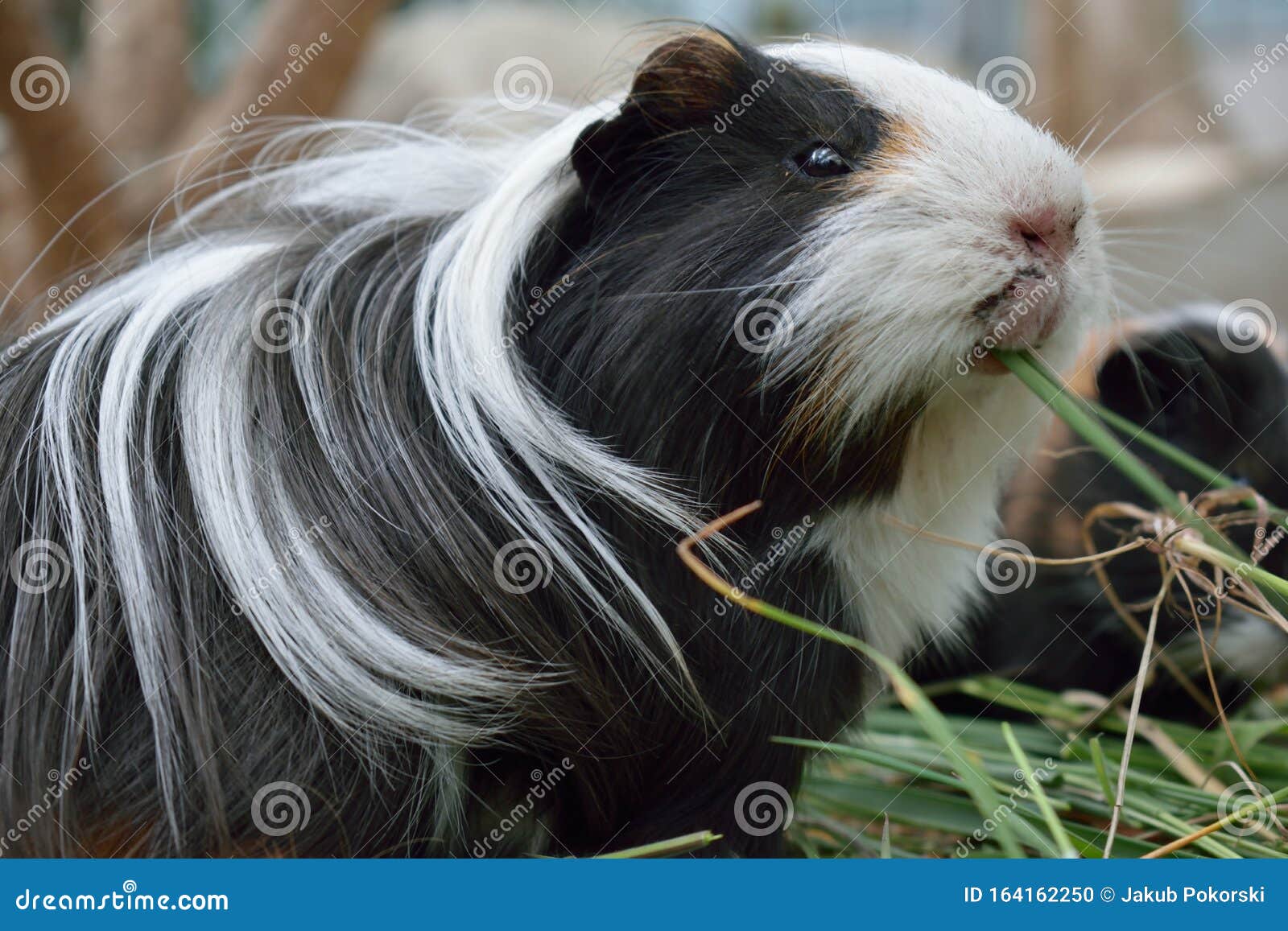 Pig in a Botanical Garden Stock Photo - Image of nnature, pets: 164162250