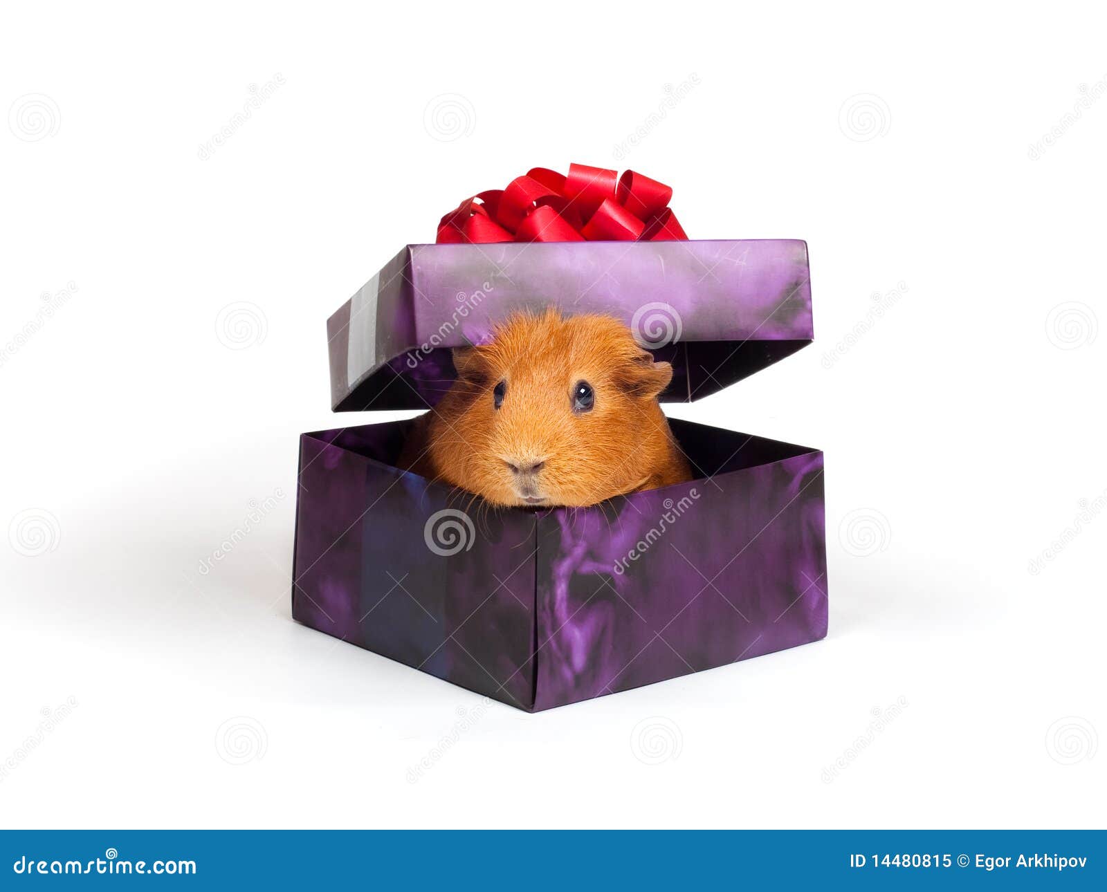 petsmart did you put a guinea pig in that box petsmart did you put a guinea pig in that box