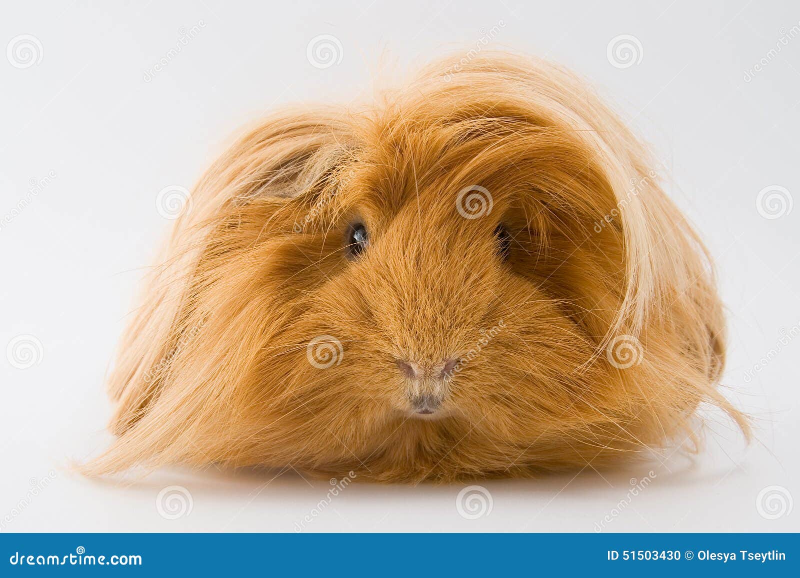 Guinea Pig Breed Sheltie Stock Photo Image Of Background 51503430