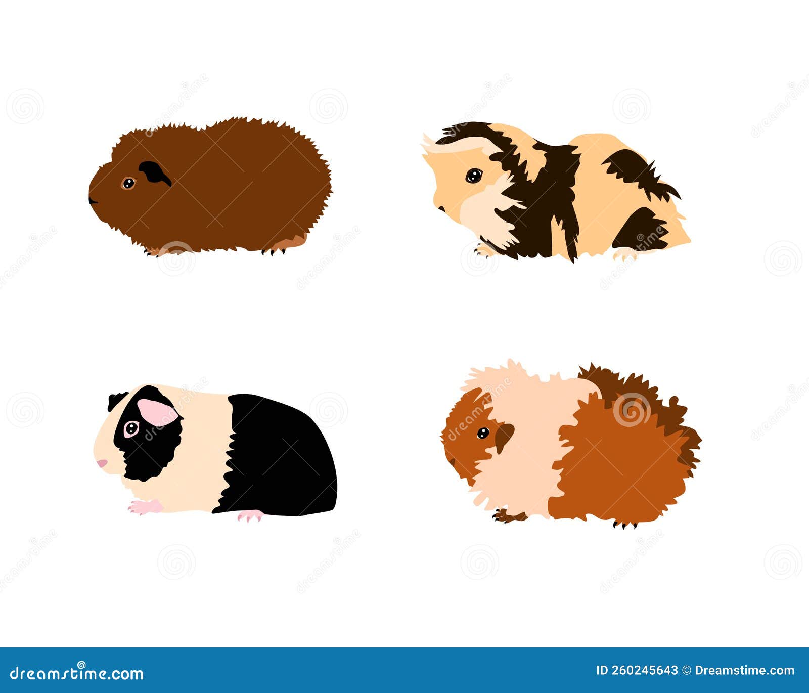 guinea pig breedsr in color style.