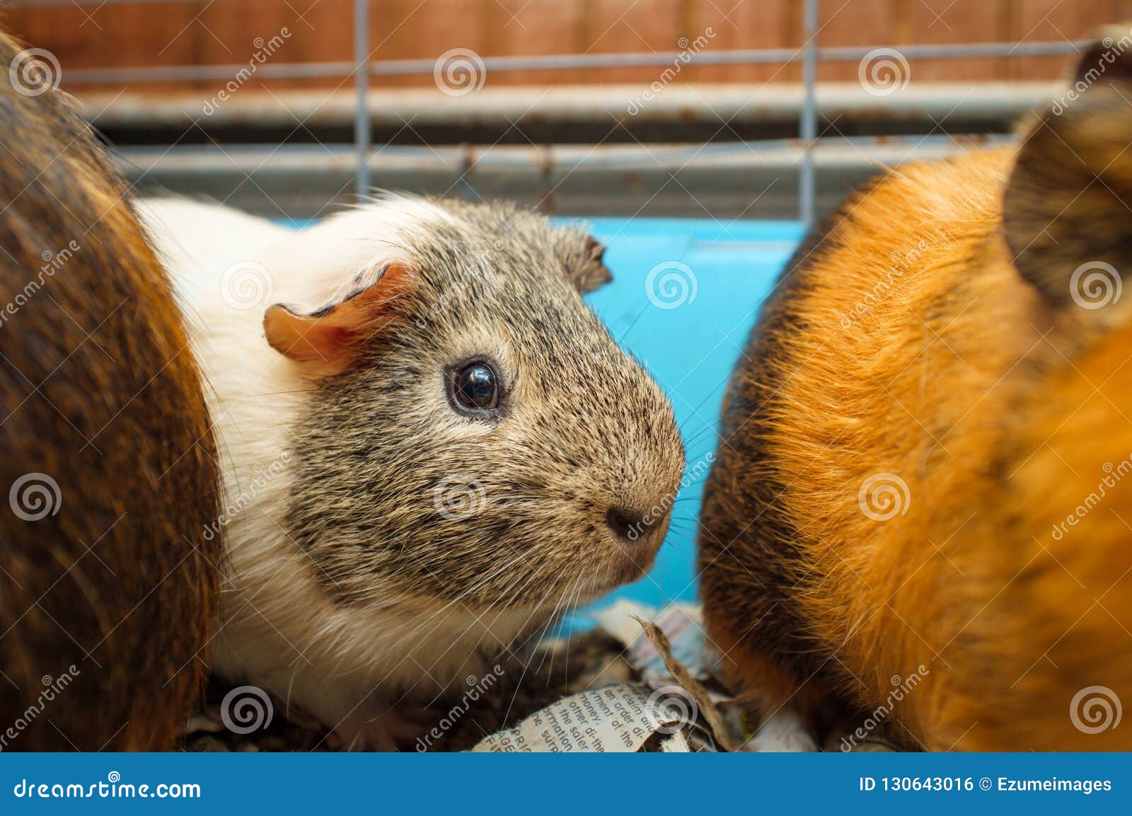 dog bandage protector