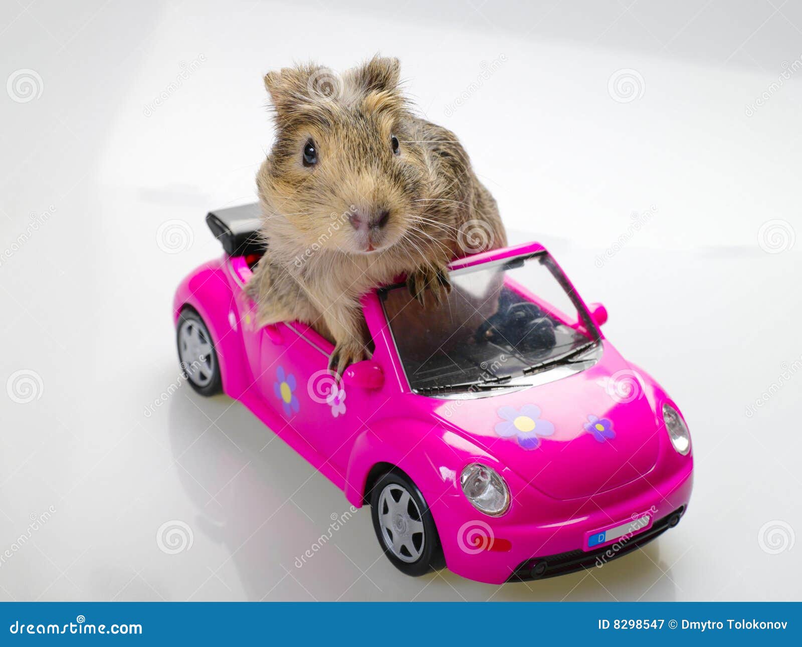 Guinea Pig or Cavia Sitting in Pink Car Stock Image Image of rodent