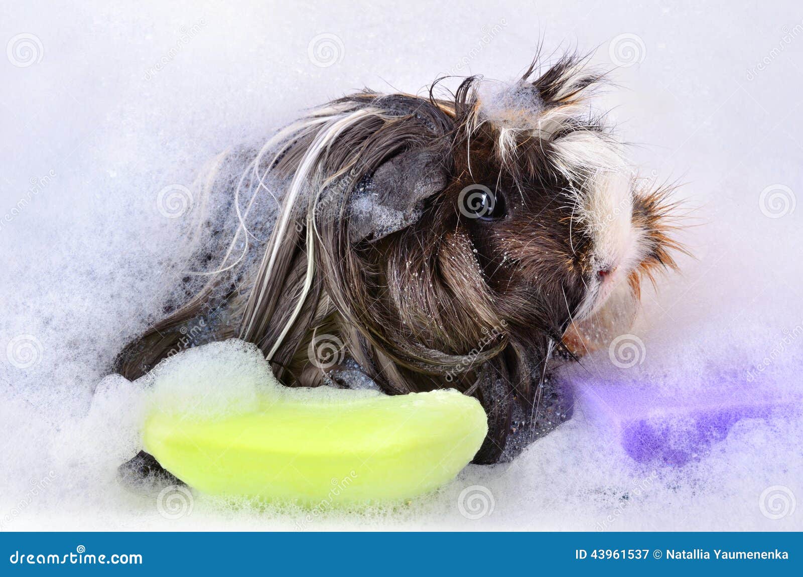 Guinea pig stock image. Image of shower, bath, swimming 43961537