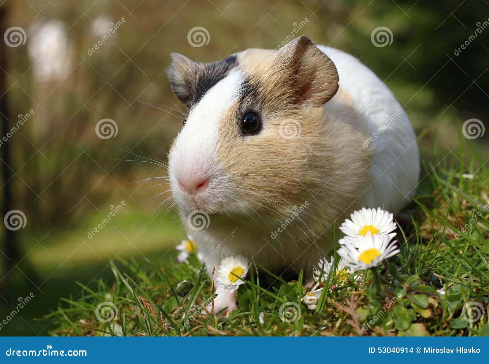 Guinea pig and daisy stock photo. Image of breeding, sweet 53040914