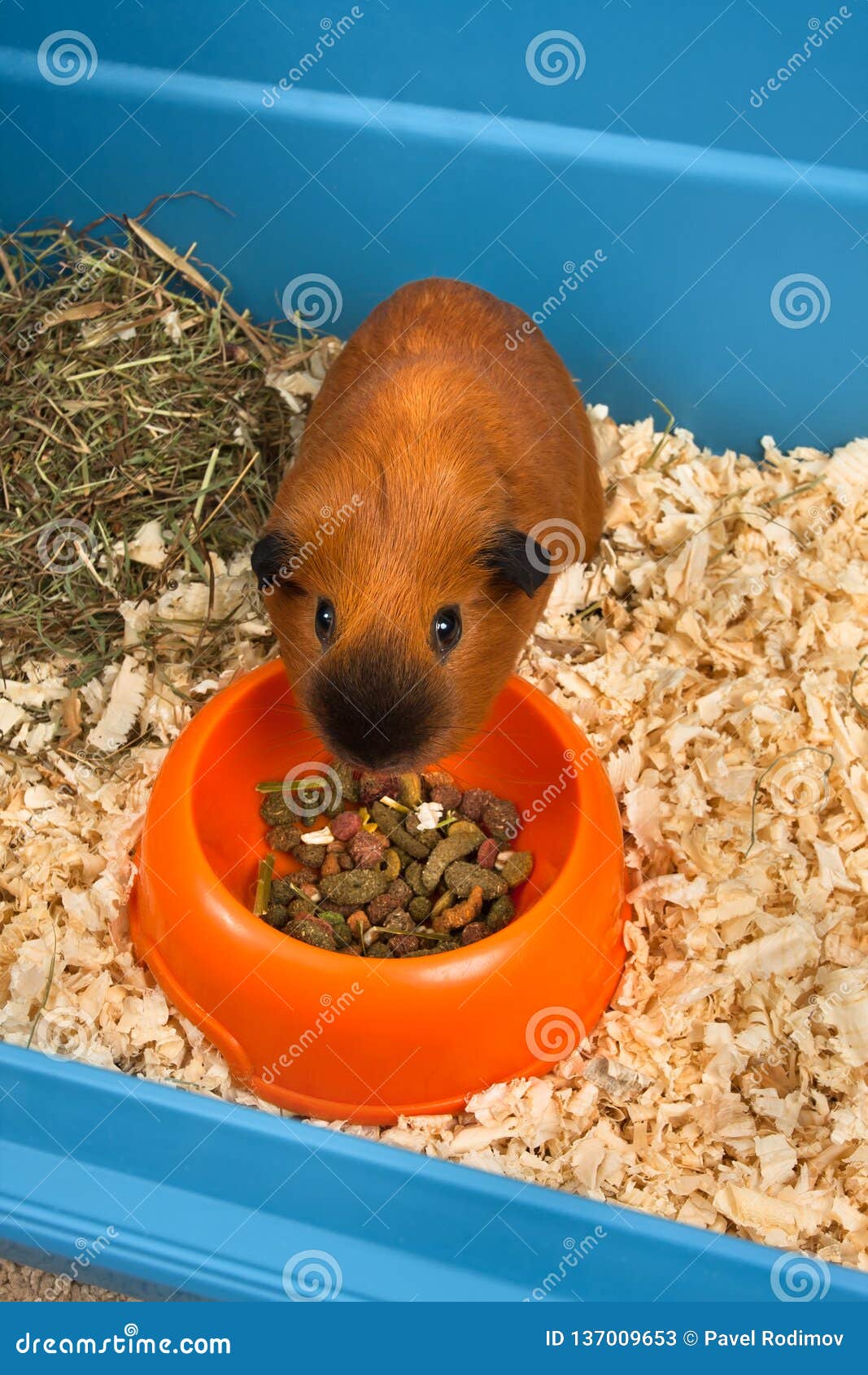 Guinea Pig Eats Dry Food from the Trough Stock Image Image of sawdust