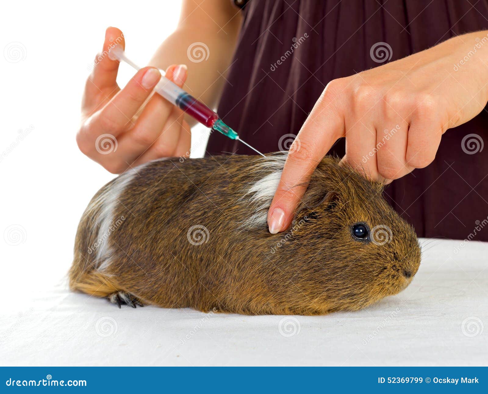 [Image: guinea-pig-female-veterinary-giving-inje...369799.jpg]