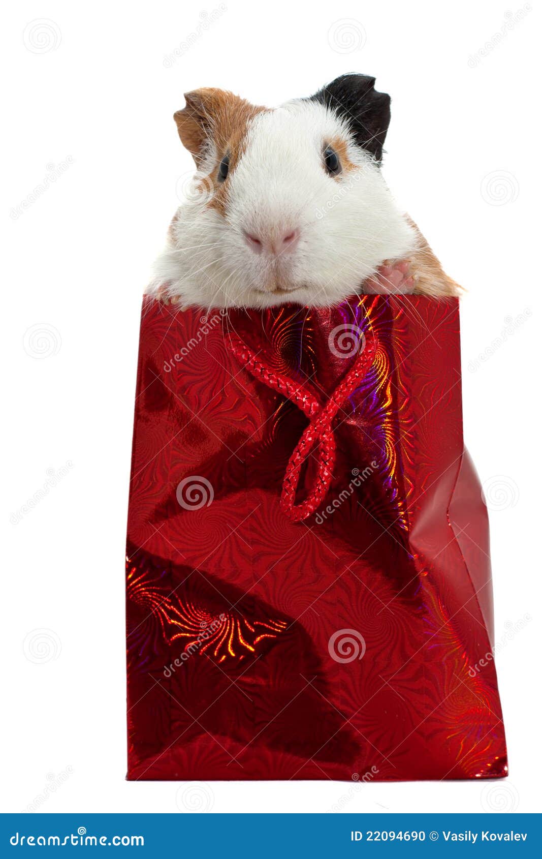 guinea pig bag