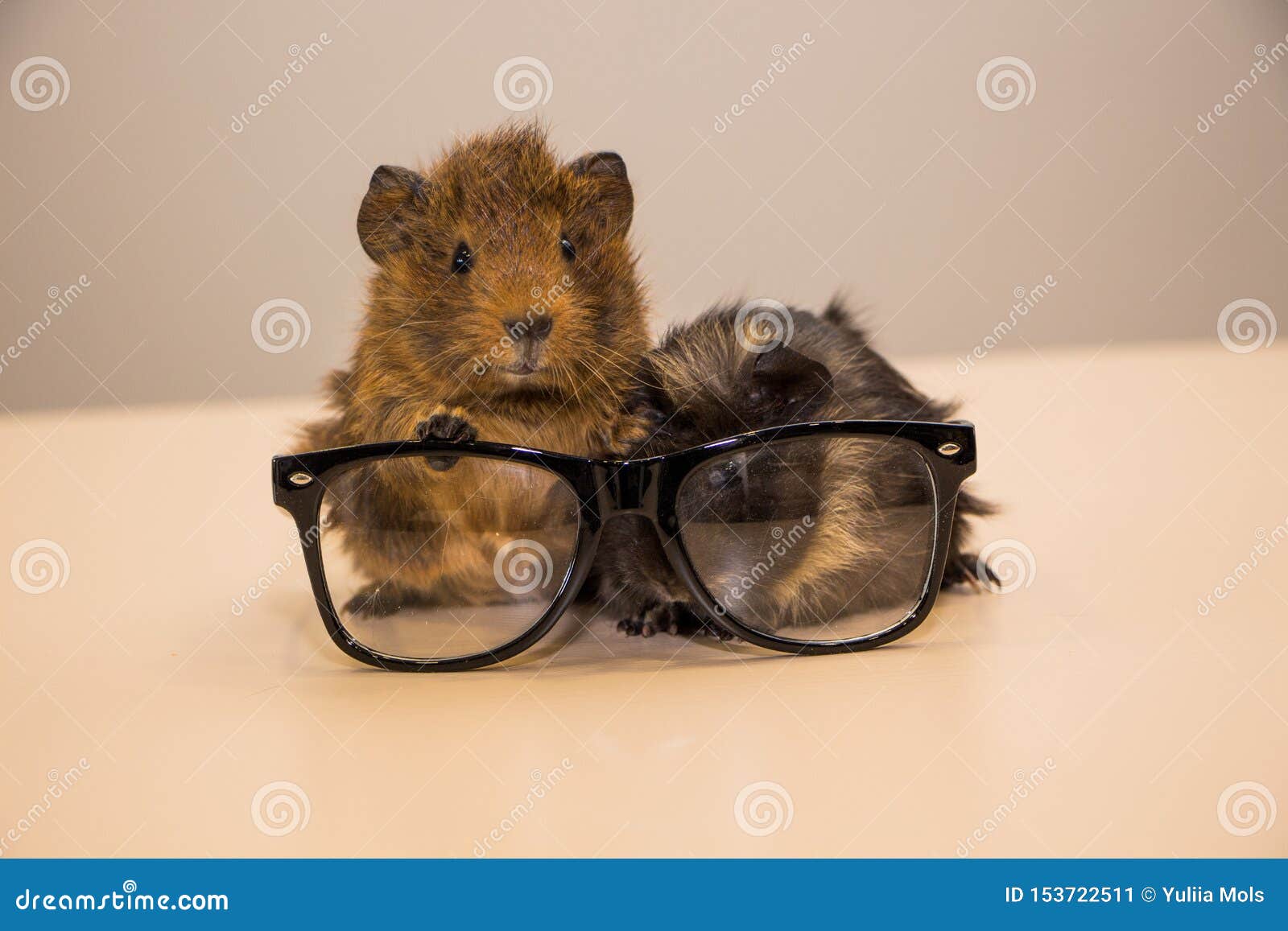 Guinea pig in glasses stock image. Image of book, gerbil 153722511