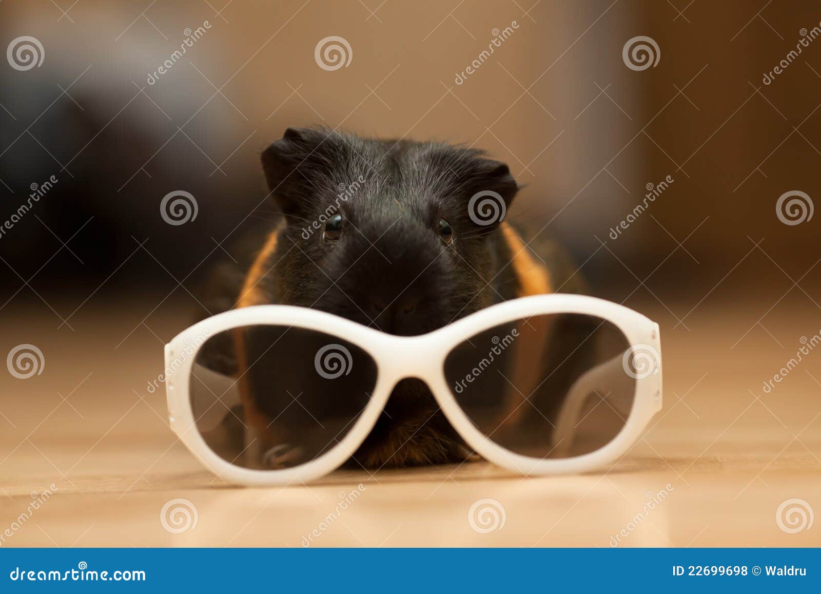 Guinea pig with glasses stock photo. Image of hairy, black 22699698