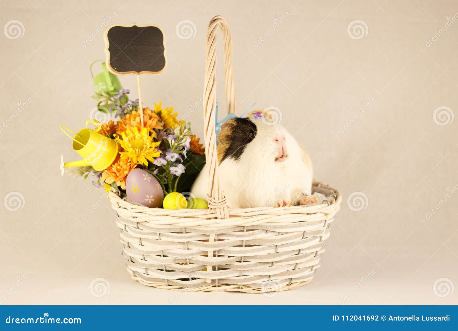 Guinea Pig Happy Easter with Eggs Stock Photo Image of eggs, green