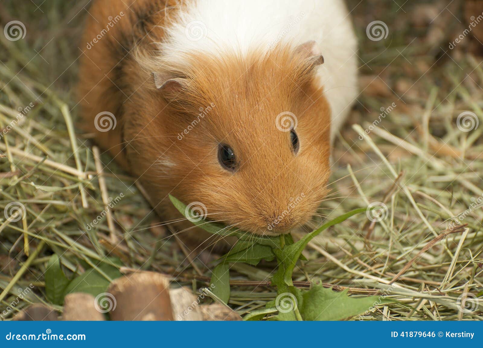 It is image of Guinea pig.