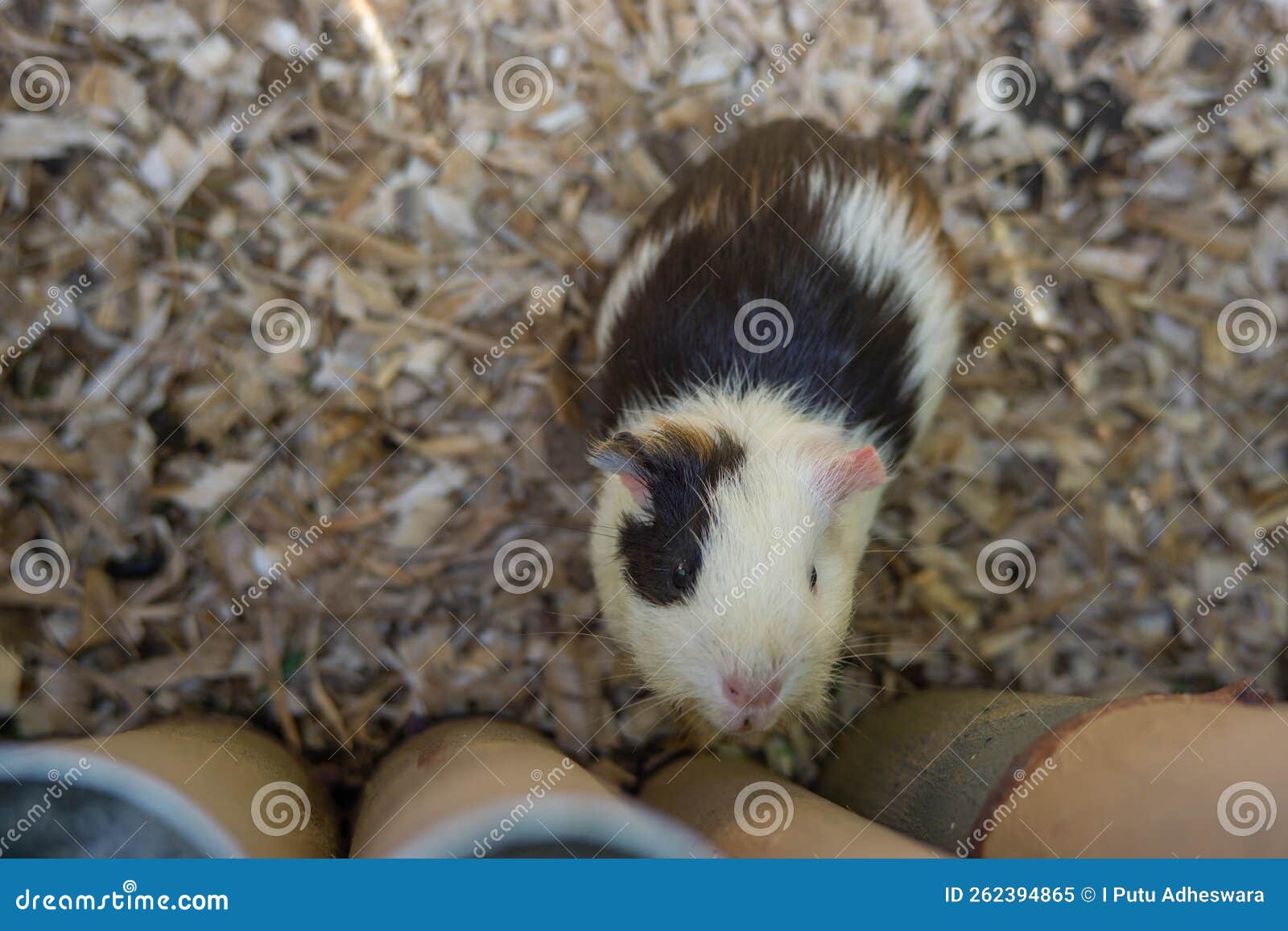 A guinea pig is looking up stock image. Image of food 262394865