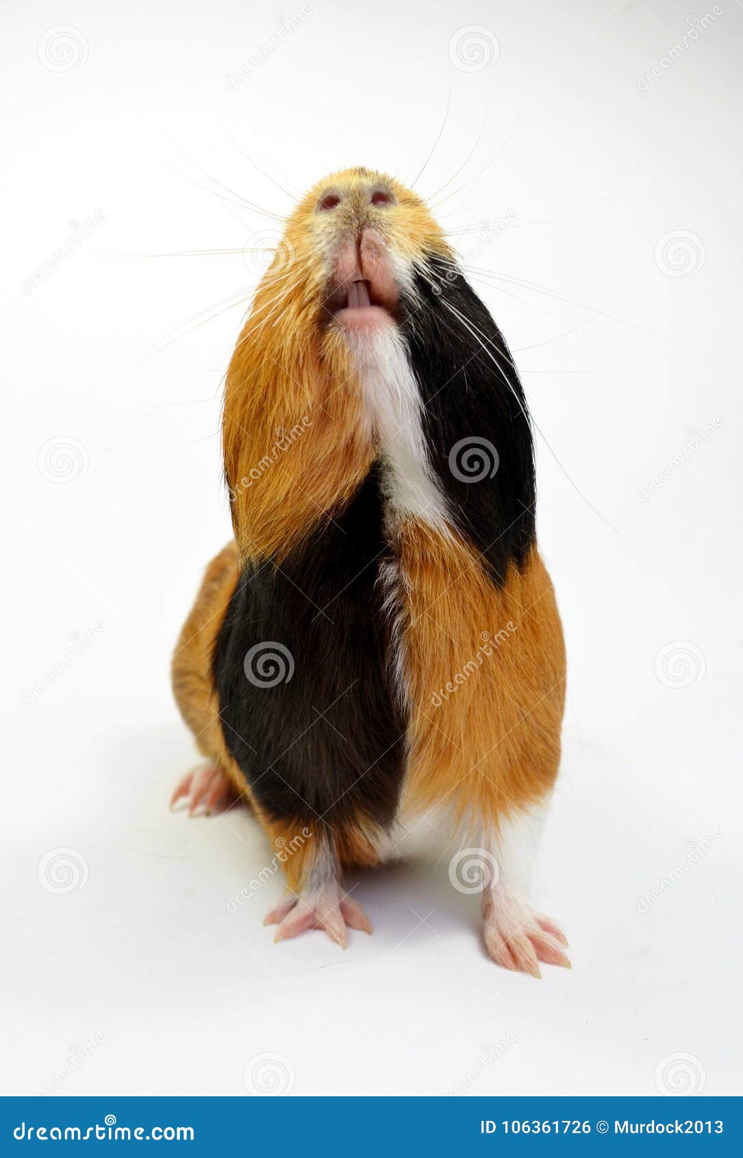 Guinea Pig looking up. stock photo. Image of mammal 106361726