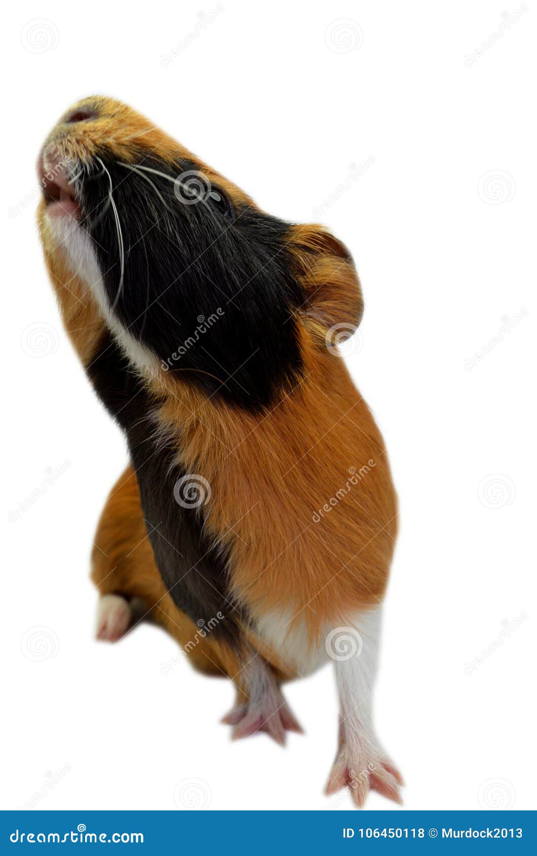 Guinea Pig looking up. stock photo. Image of guinea 106450118