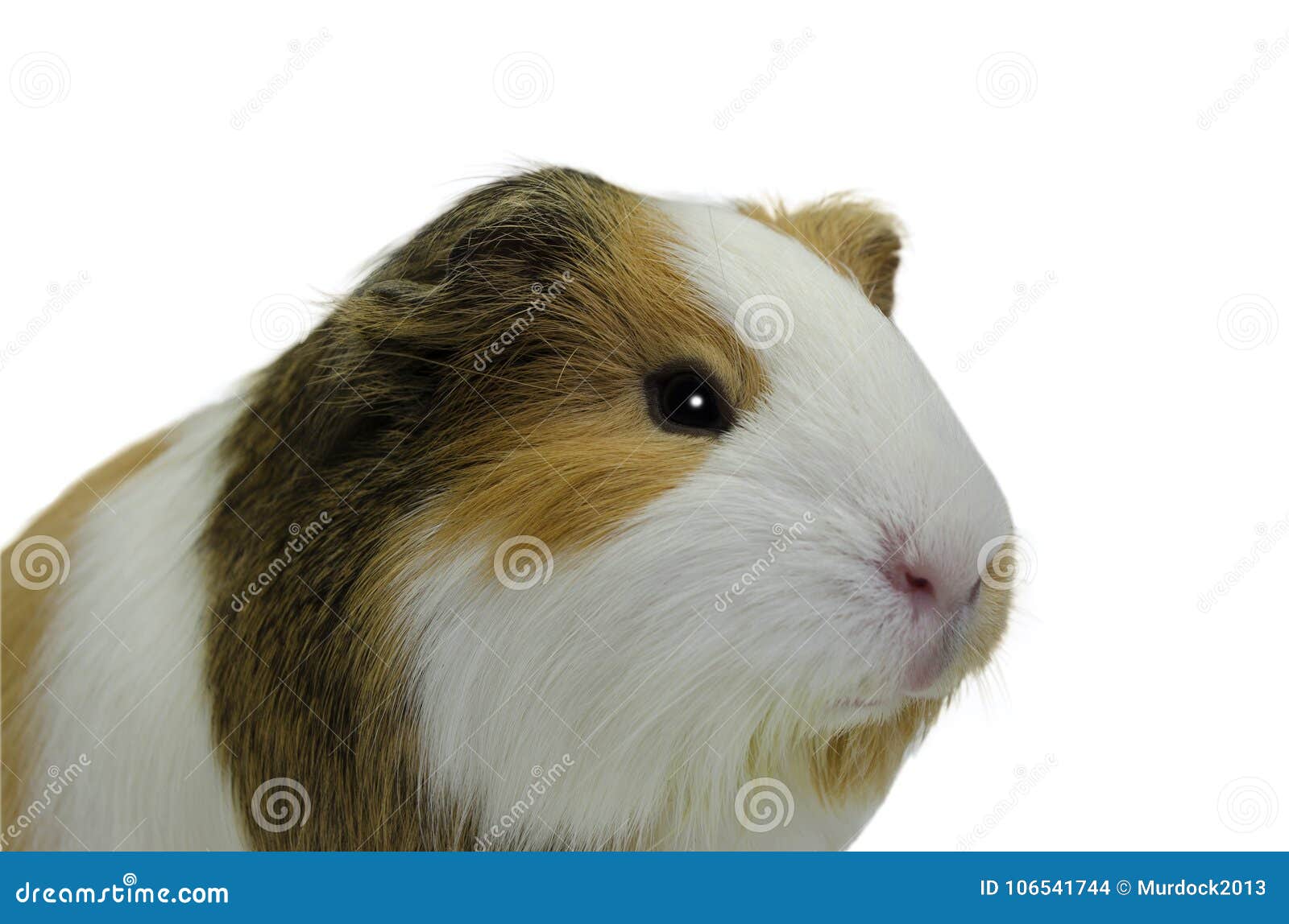 Guinea Pig looking up. stock photo. Image of ears, cavy 106541744
