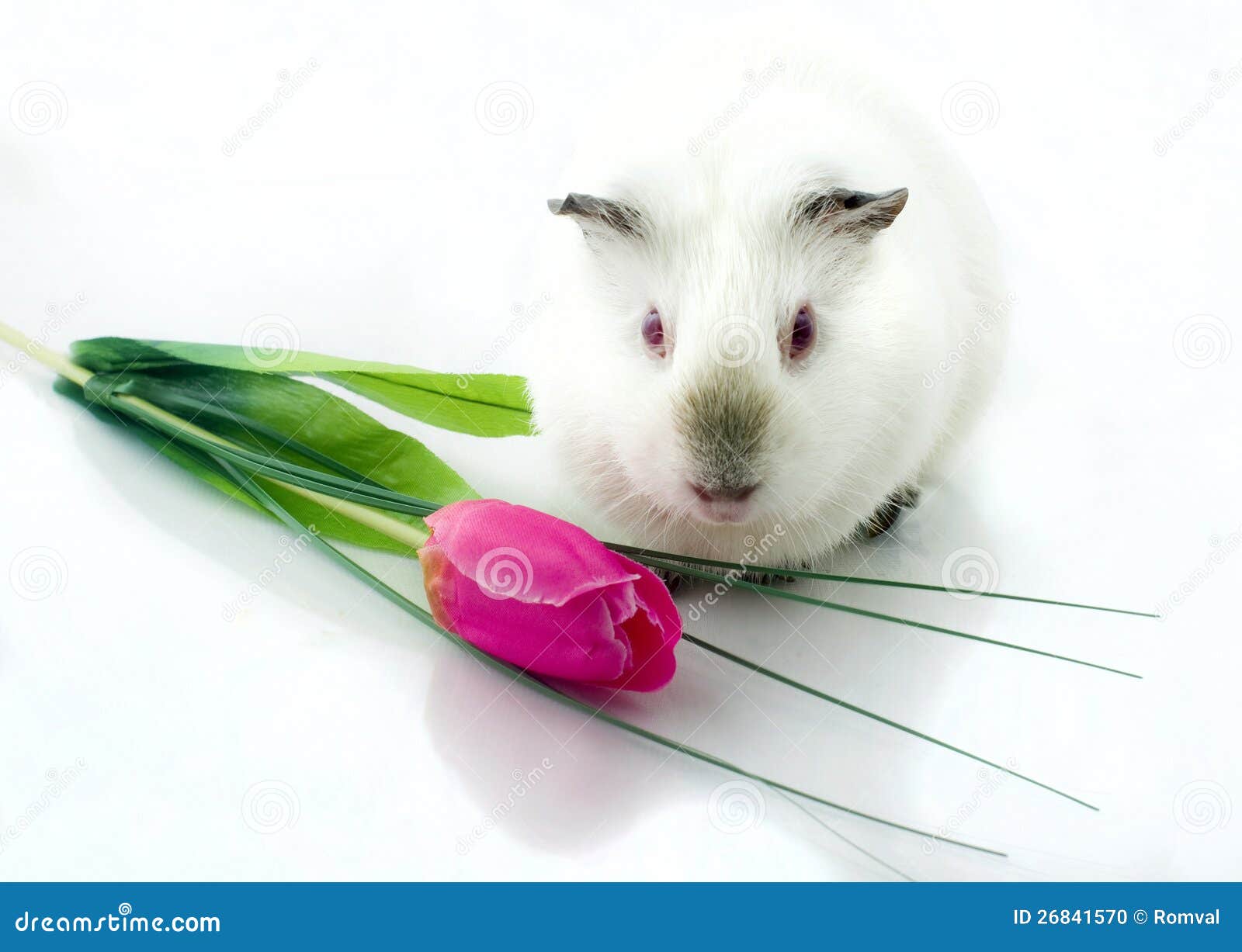 Guinea pig near tulip stock photo. Image of holding, christmas 26841570