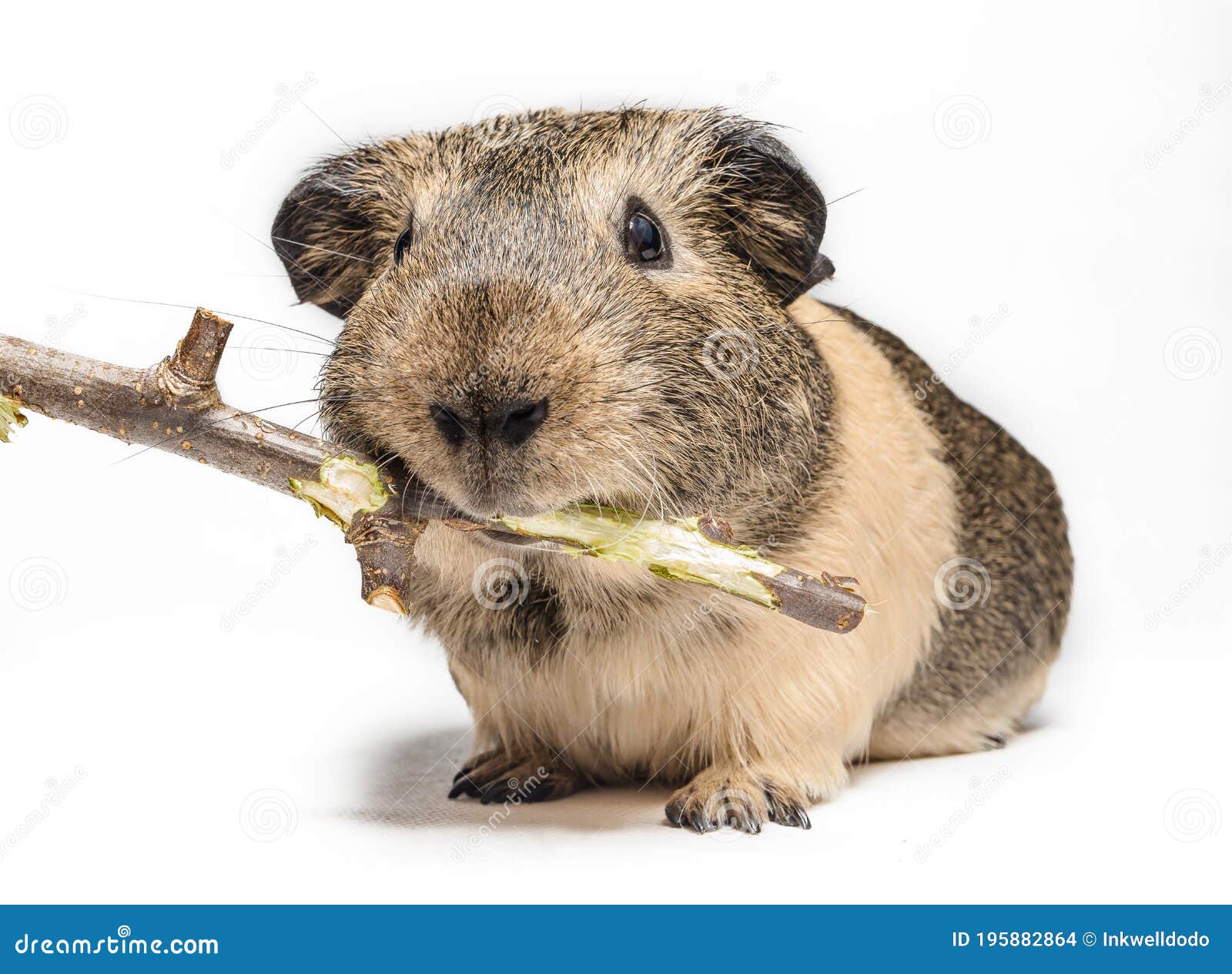 Guinea pig nibbles a stick stock photo. Image of animal 195882864