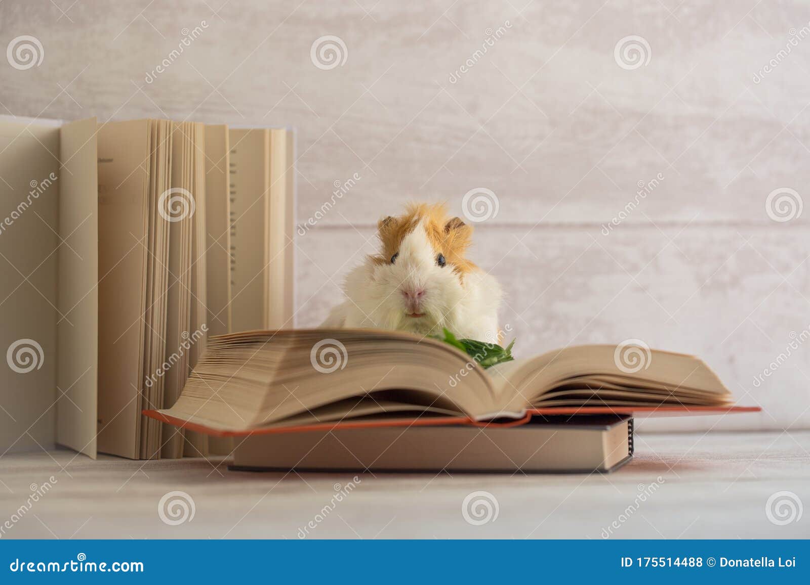 Guinea Pig on Open Book Looking at the Camera Stock Photo Image of