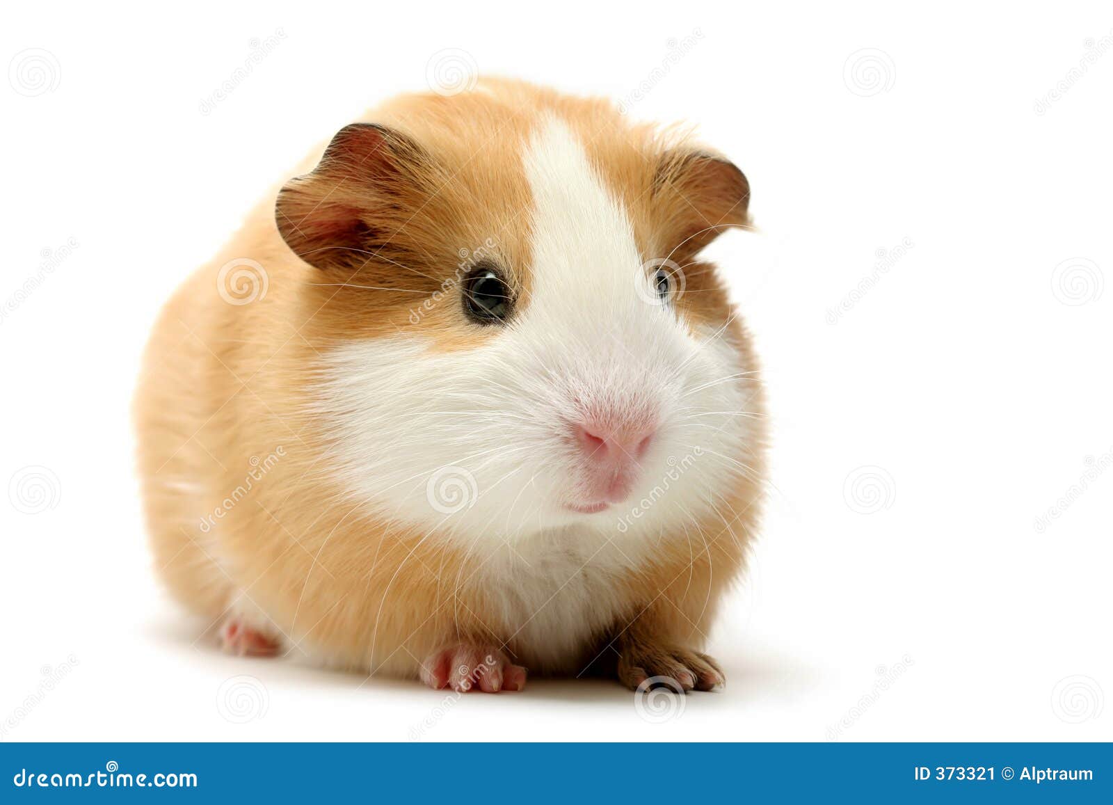 guinea pig over white