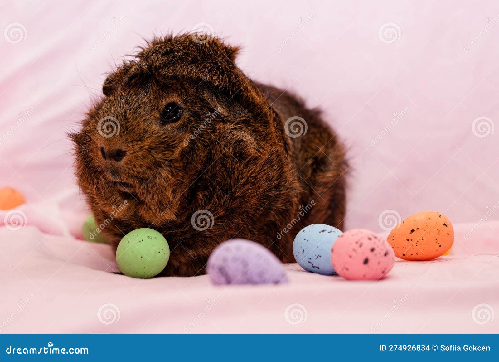 Guinea Pig of the Peruvian Breed Next To Easter Eggs on a Pink
