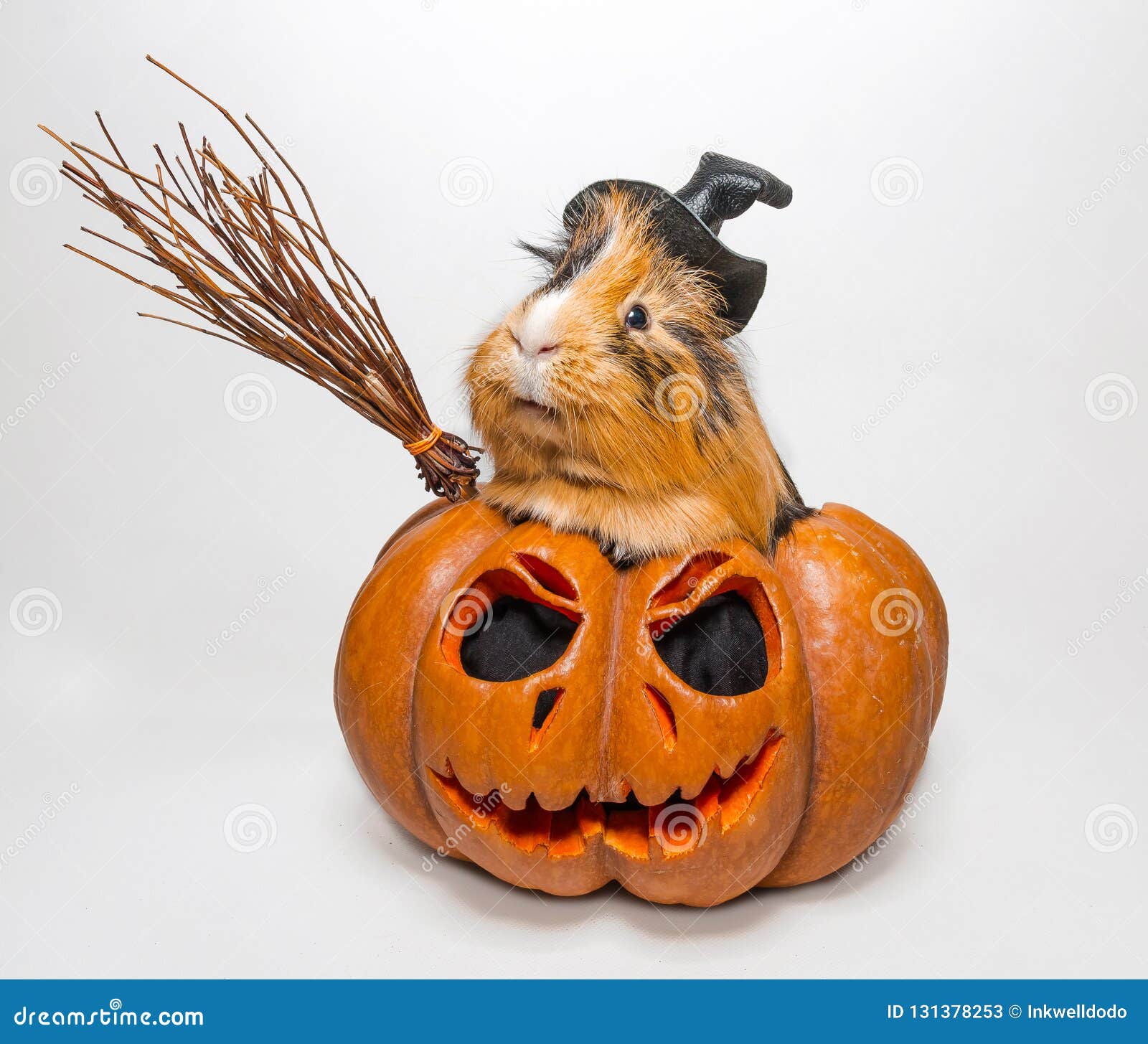 Guinea Pig In A Pumpkin For Halloween Stock Image Image Of White guinea-pig-in-a-pumpkin-for-halloween-stock-image-image-of-white