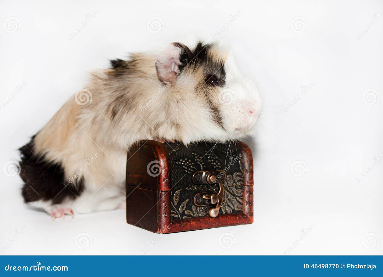 Guinea Pig Pushing the Chest Stock Photo Image of mammal, domestic