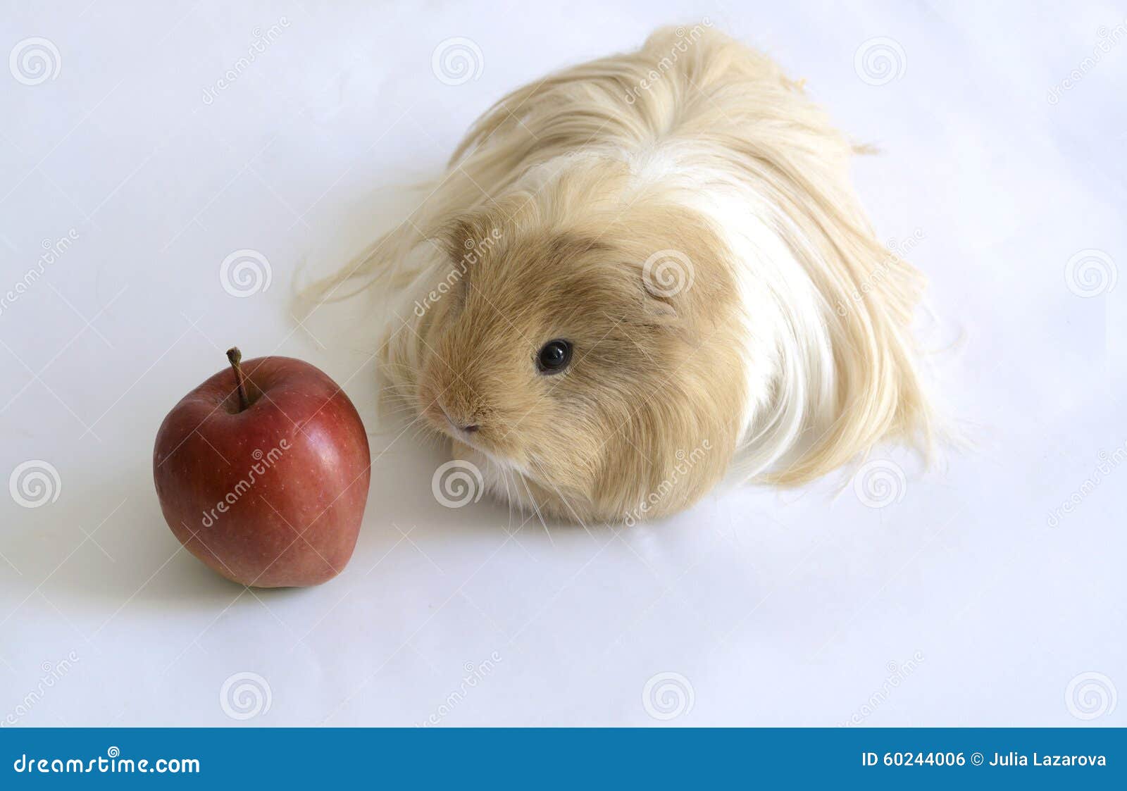 Guinea Pig with Red Apple on Oct 2, 2015 Stock Photo Image of brown
