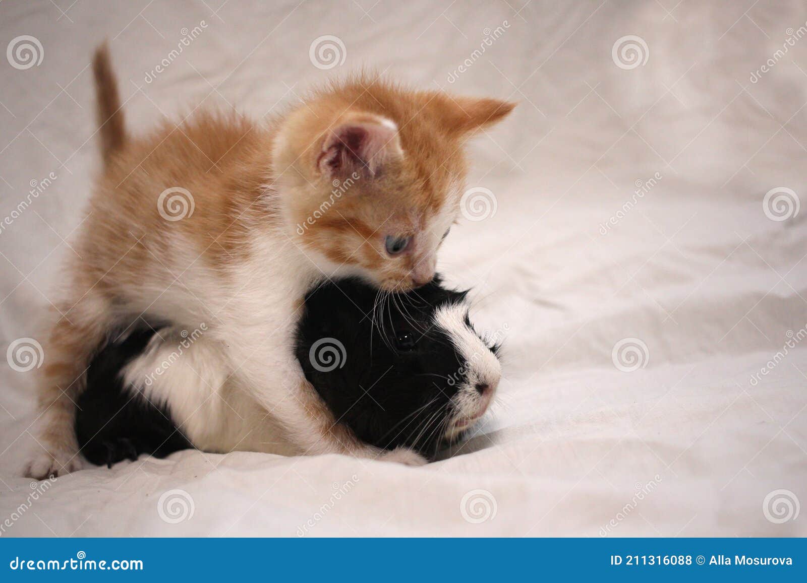 Kitten petplay