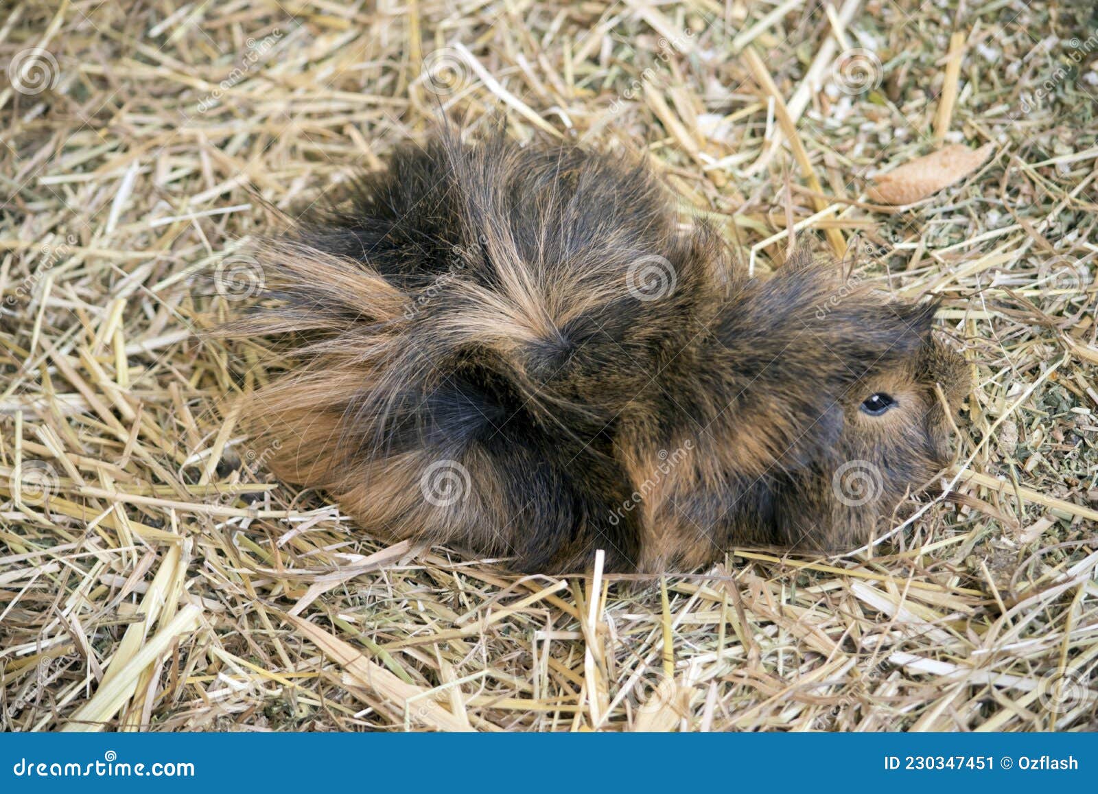 The Guinea Pig is Resting on Straw Stock Image Image of rodent