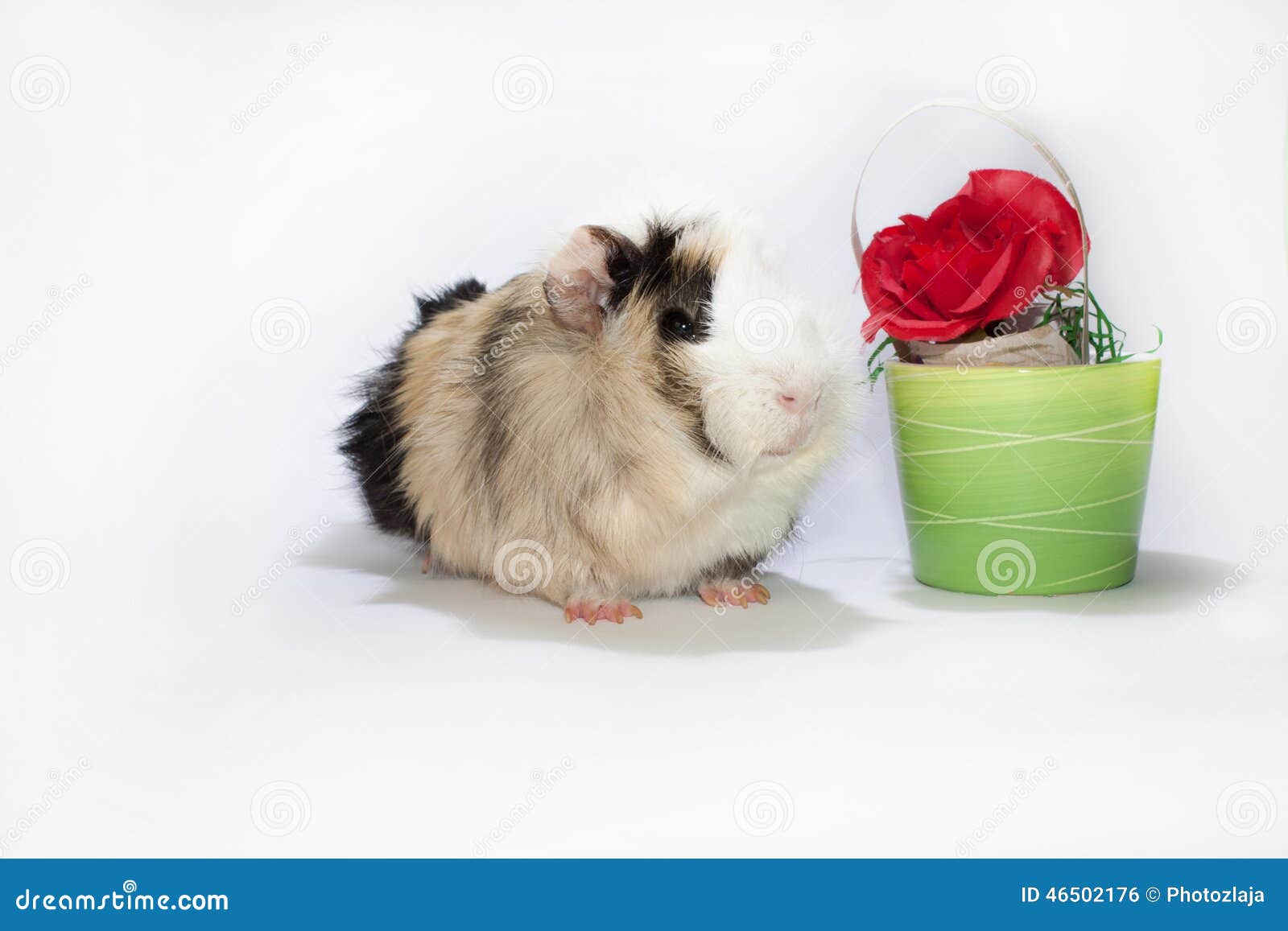 Guinea pig and the rose stock photo. Image of cavy, blossoming 46502176