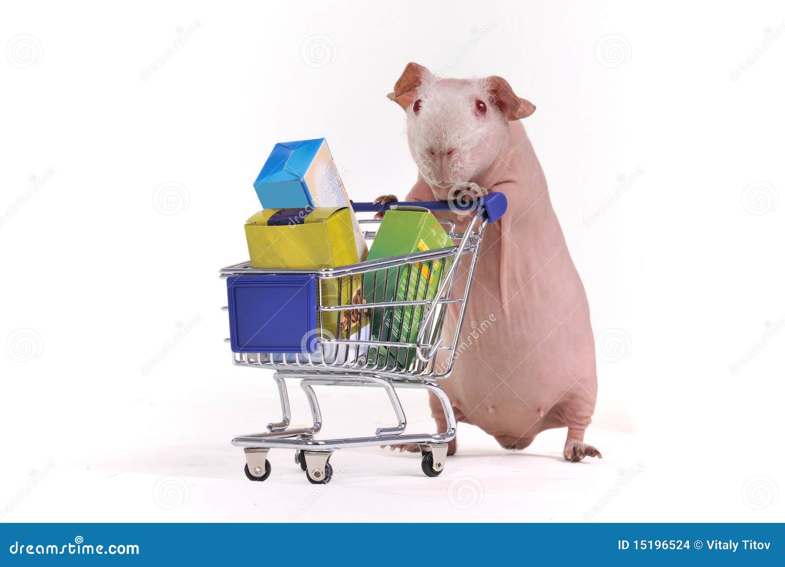 Guinea Pig Shopper stock photo. Image of breed, merchandise 15196524