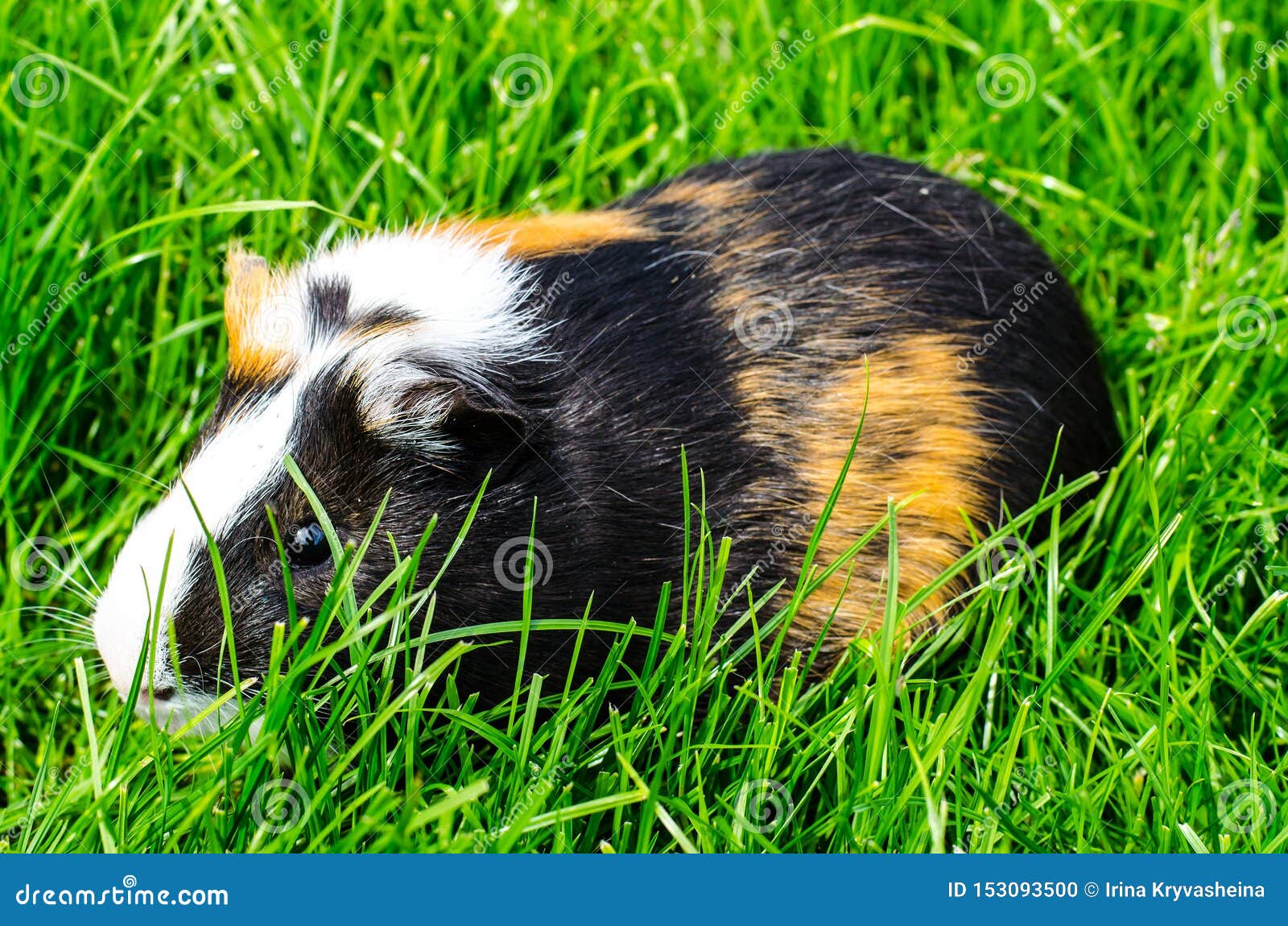 Guinea pig sits on grass stock photo. Image of adorable 153093500