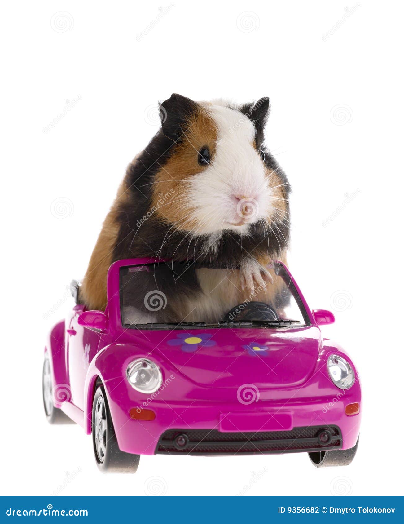 guinea pig sitting in a car