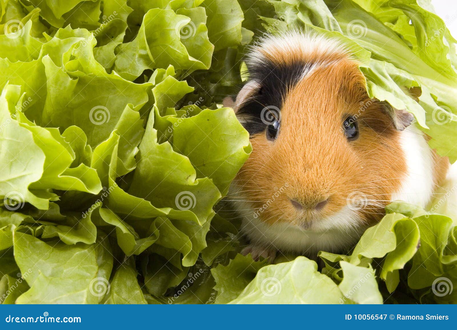 Guinea Pig is Sitting between Endive Leafs Stock Image Image of ears