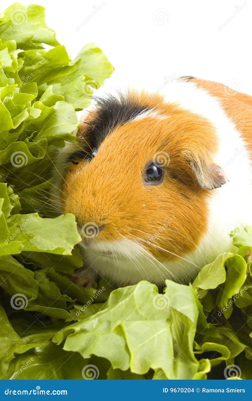 Guinea Pig is Sitting between Endive Leafs Stock Photo Image of brown